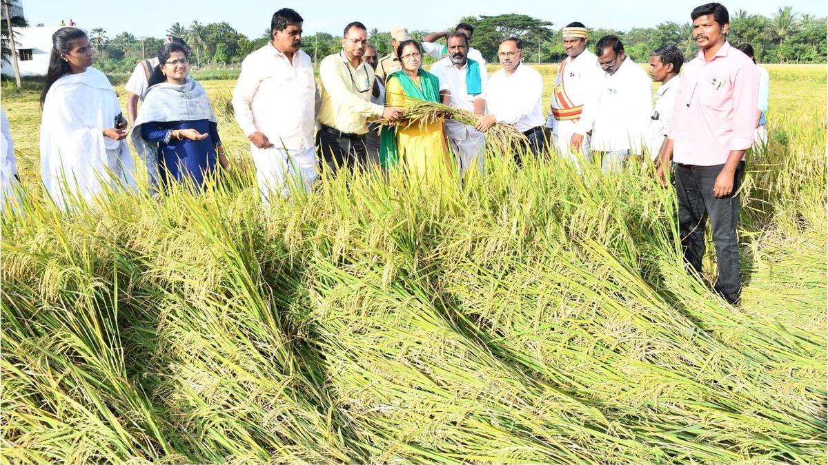 Central teams inspect paddy at DPCs