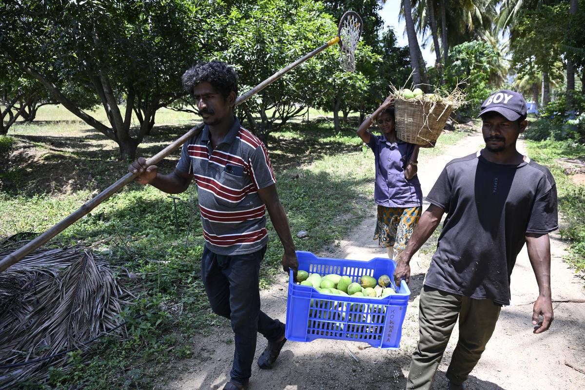 Farm hands use a long pole bearing a scissors-like contraption that snips the mango from the branch. It falls into a small net right beneath, and the fruit is transferred to a waiting basket below.
