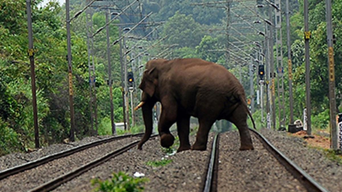 Elephants meet with a gory end on rail tracks in Kerala