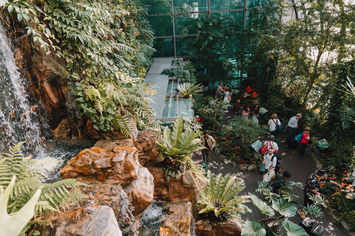 The Butterfly Garden is the first of its kind in an airport and features a 6m tall grotto waterfall. The enclosure has over 1,000 tropical butterflies from as many as 40 species across the different seasons of the year including the The Common Rose, Singapore’s national butterfly. The Butterfly Garden is the first of its kind in an airport and features a 6m tall grotto waterfall. The enclosure has over 1,000 tropical butterflies from as many as 40 species across the different seasons of the year including the The Common Rose, Singapore’s national butterfly.