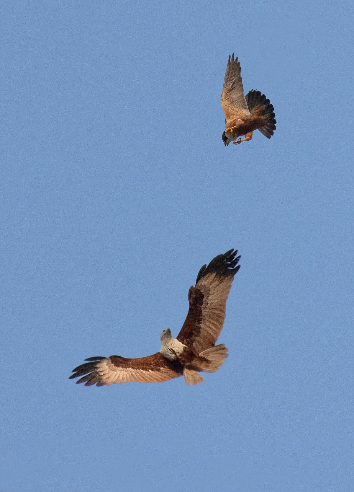 शाहीन बाज़ एक ब्राह्मणी पतंग का पीछा करते हुए