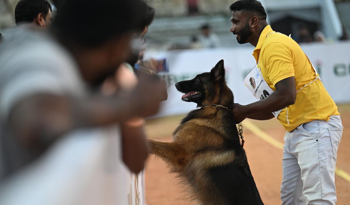A dog in action at the German Shepherd Specialty Show held at the Central Stadium in Thiruvananthapuram 