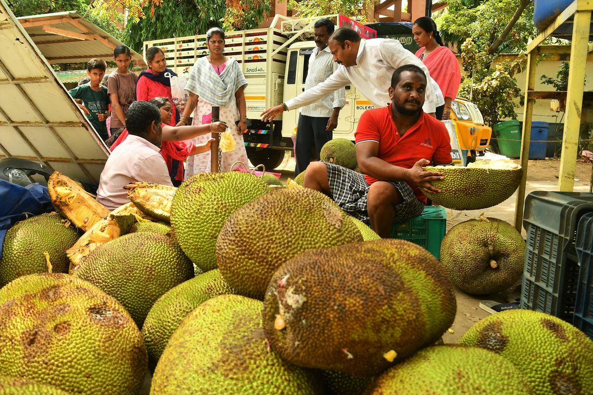 Jackfruit from Panruti