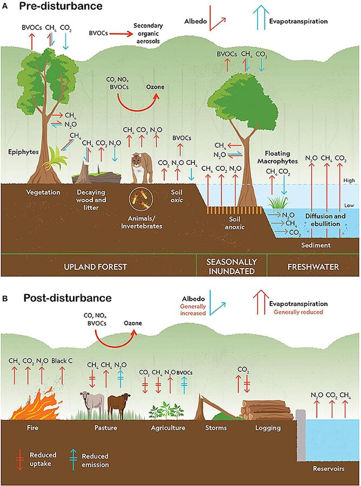 Ze studie „Carbon and Beyond: Biogeochemistry of Climate v rychle se měnícím Amazonu“ Ze studie „Carbon and Beyond: Biogeochemistry of Climate v rychle se měnícím Amazonu“