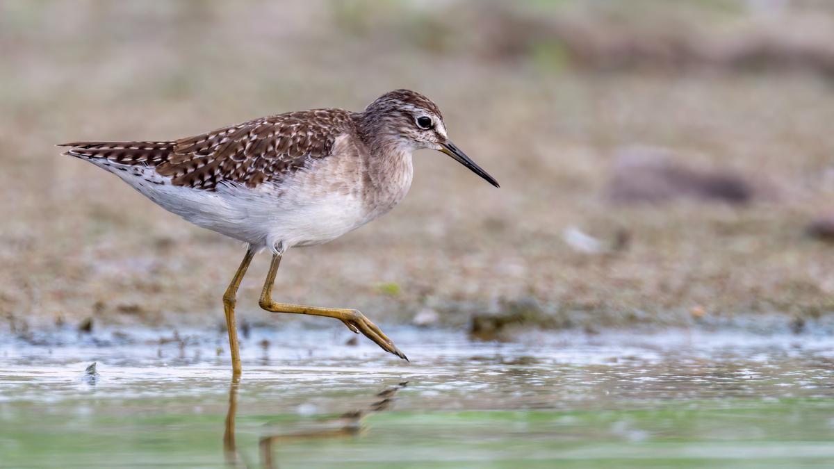 Survey indicates decline in migrant waterbird species, population in Coimbatore district