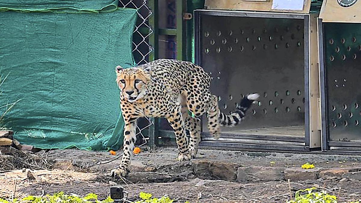 Wildlife scientists say bringing African cheetahs to India is an ill-advised move