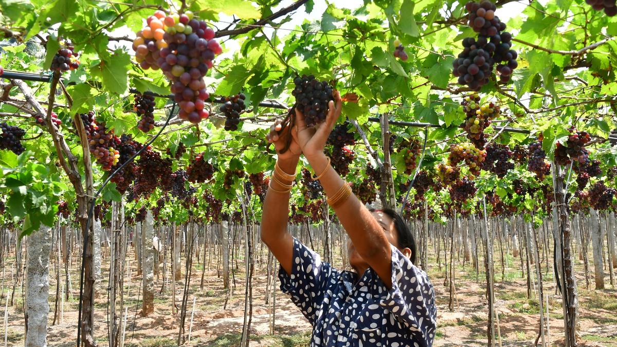 Tamil Nadu election 2026: Cumbum constituency farmers and the unkept promises on Mullaperiyar Dam