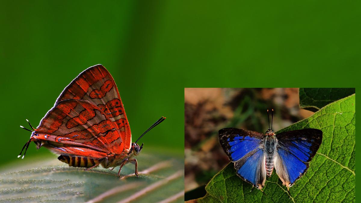 Meghamalai Hills present a new winged beauty