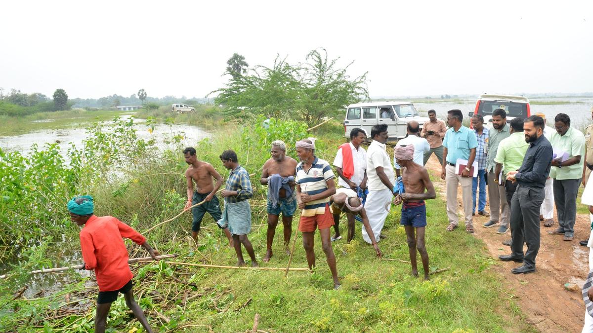 Paddy fields in several villages flooded after heavy rain in Nagapattinam; work in full swing to drain stagnant water