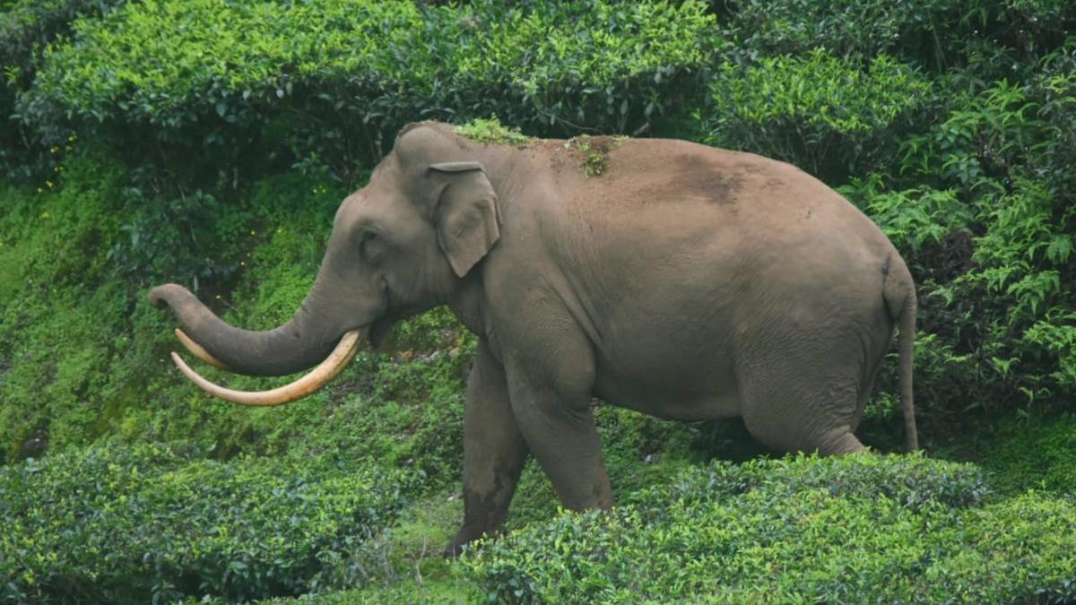 Tribal woman killed in elephant attack near Nilambur in Kerala