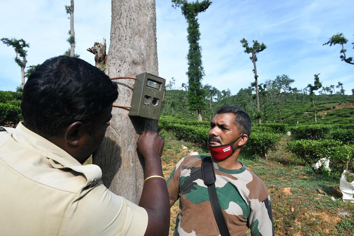 Camera traps installed to track Devala elephant PM-2