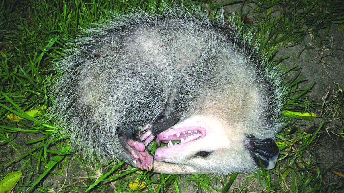 Why do opossums act dead?