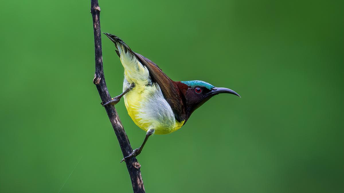 Do you know the connection between kingfisher and bullet train?