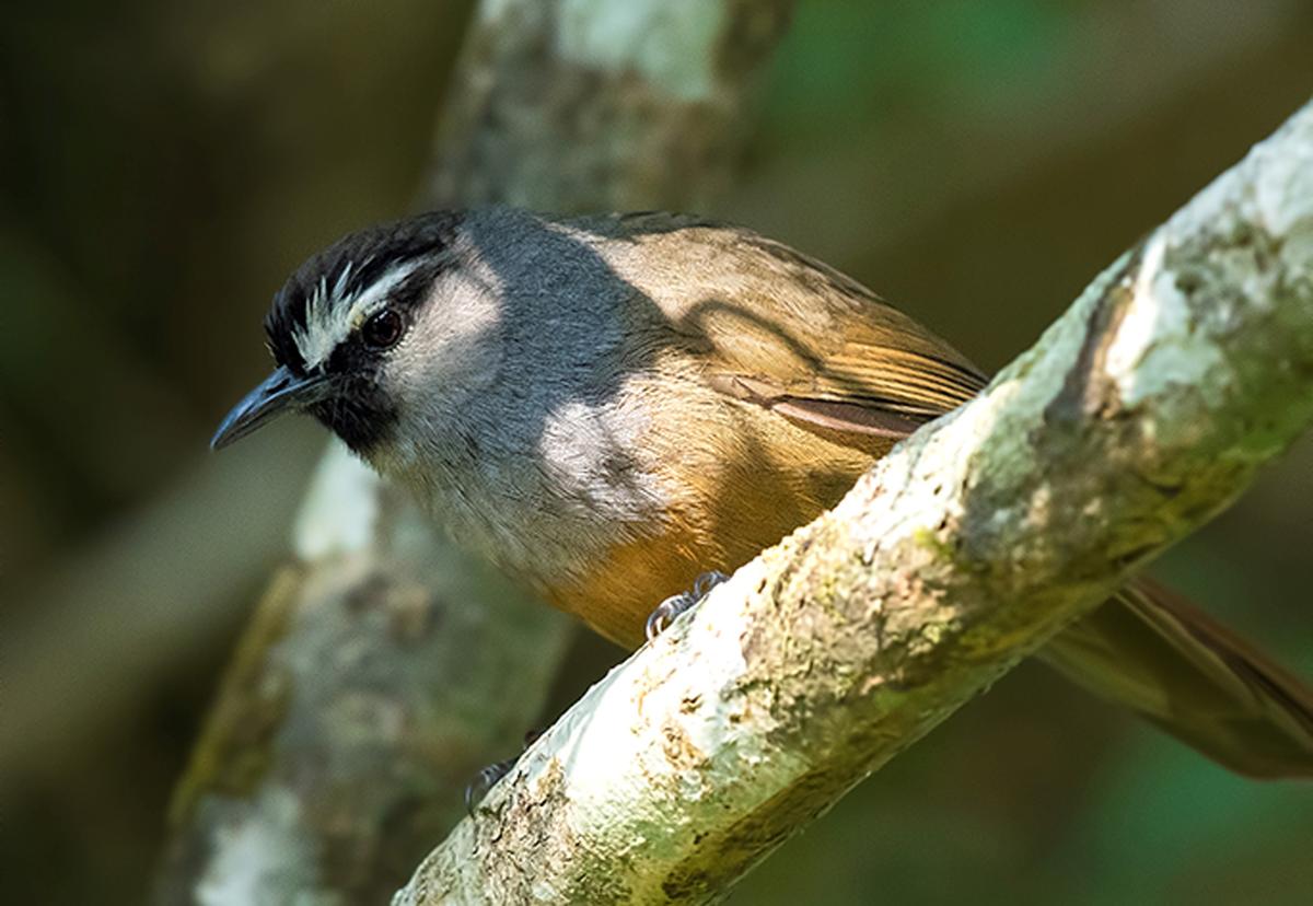 Kerala to have its own regional red list of birds The Hindu