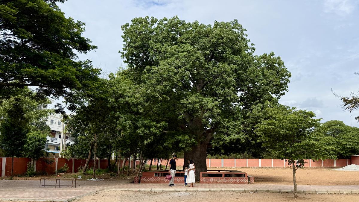 https://th-i.thgim.com/public/incoming/ajd7hw/article69866391.ece/alternates/LANDSCAPE_1200/hy28Boabad.jpg
