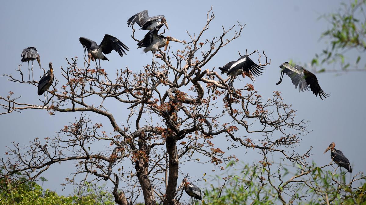 Wildlife biologist Purnima Devi Barman on how she set about saving the Greater Adjutant stork