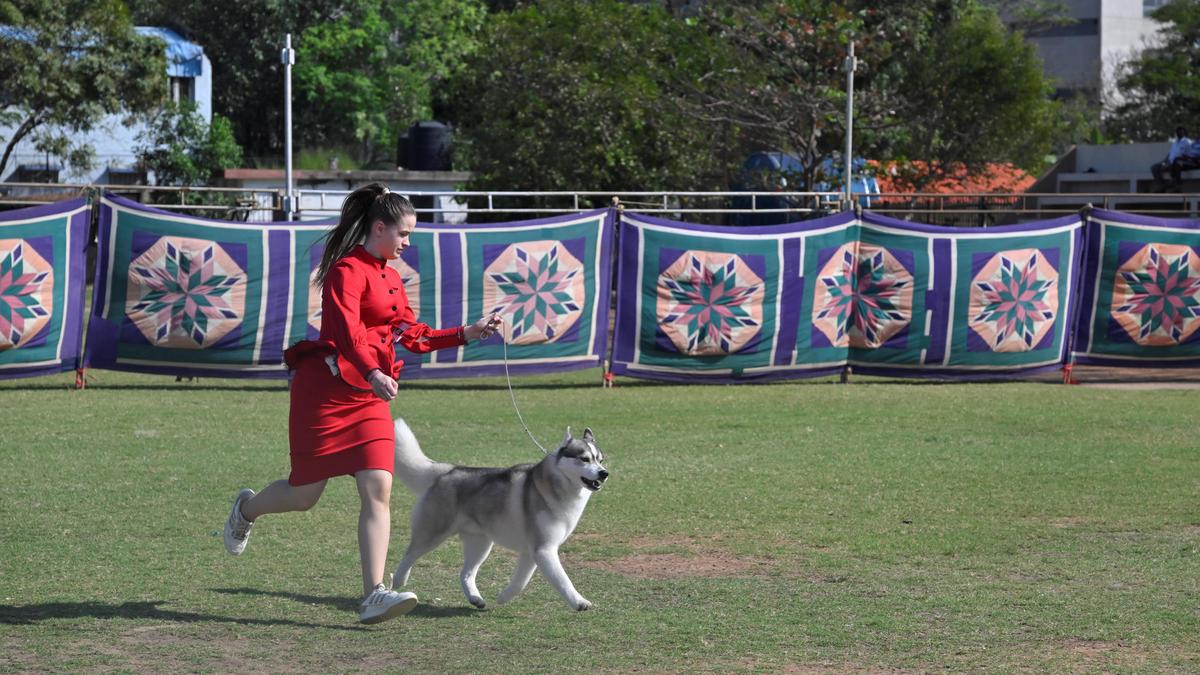 Madras Canine Club hosts 150th championship dog show in city