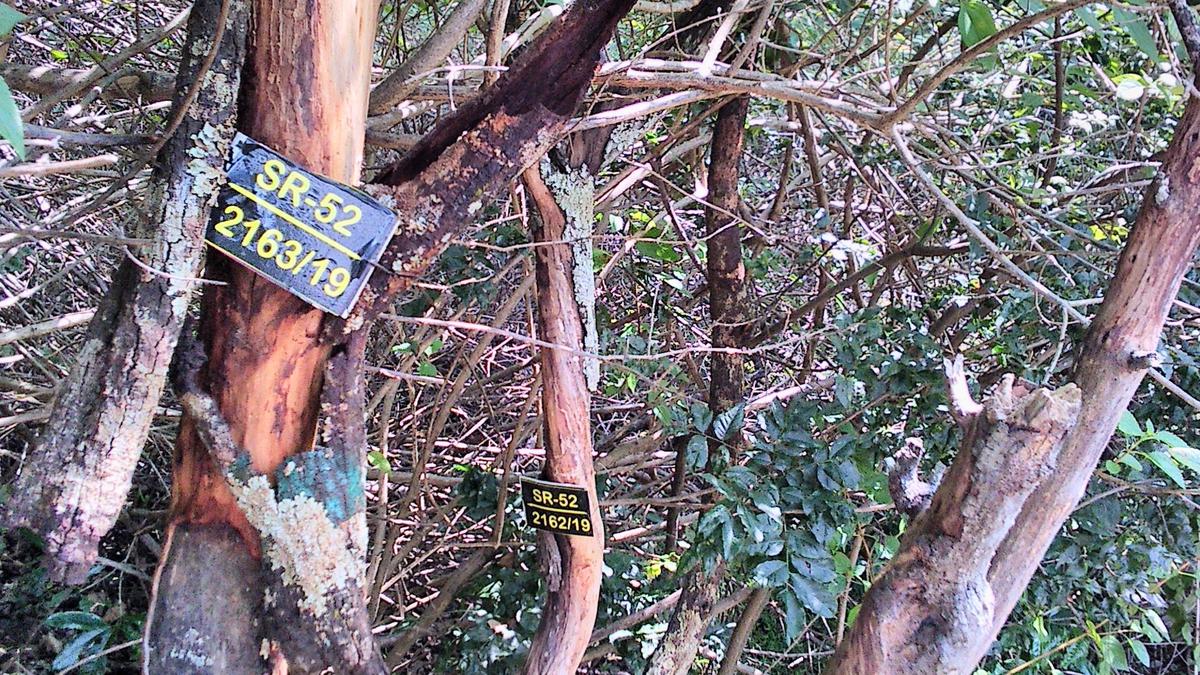 Why is it illegal to grow sandalwood tree in a private property in India? -  Quora