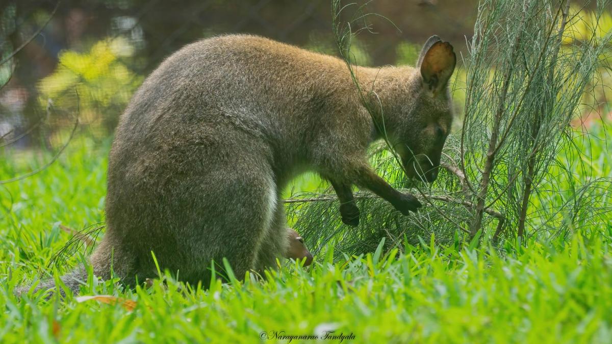 Cute new additions in Visakhapatnam zoo: Wallaby joey and mouse deer