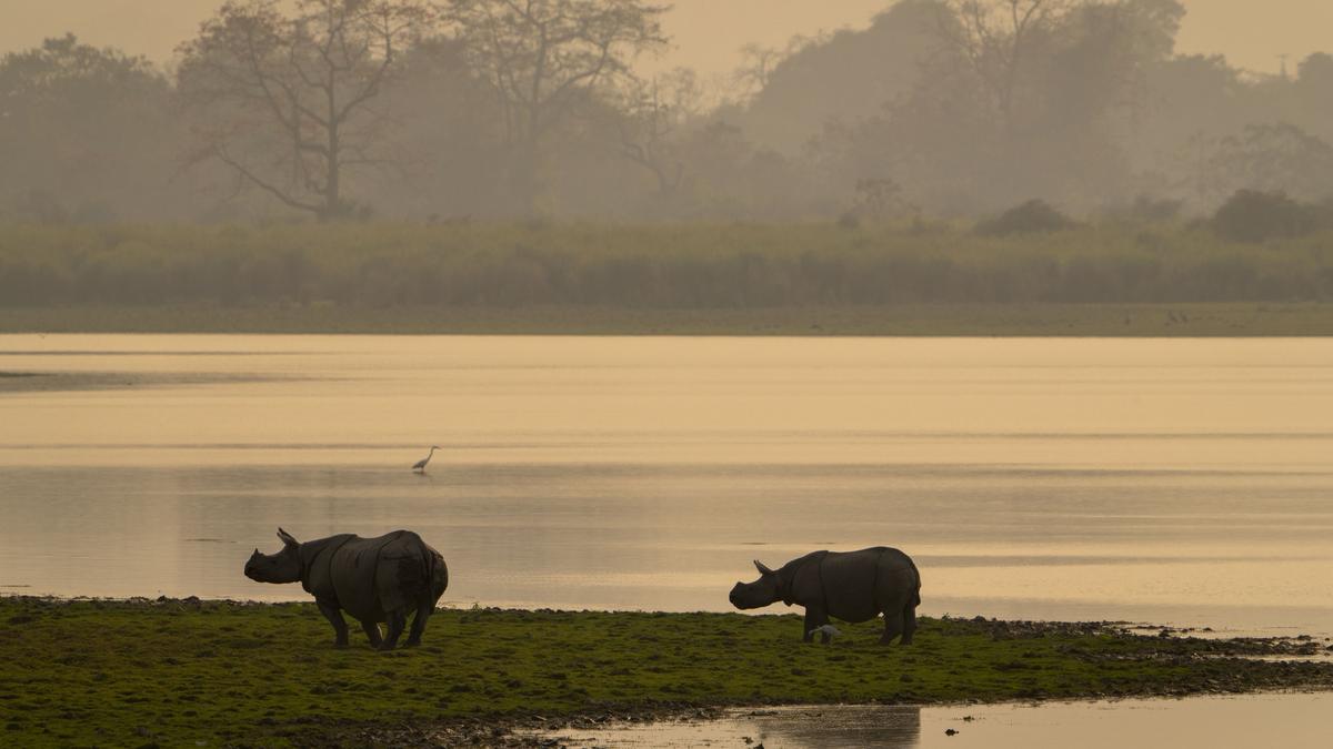 https://th-i.thgim.com/public/incoming/aljbtq/article69656906.ece/alternates/LANDSCAPE_1200/India_Wildlife_80114.jpg-a5d8b.jpg