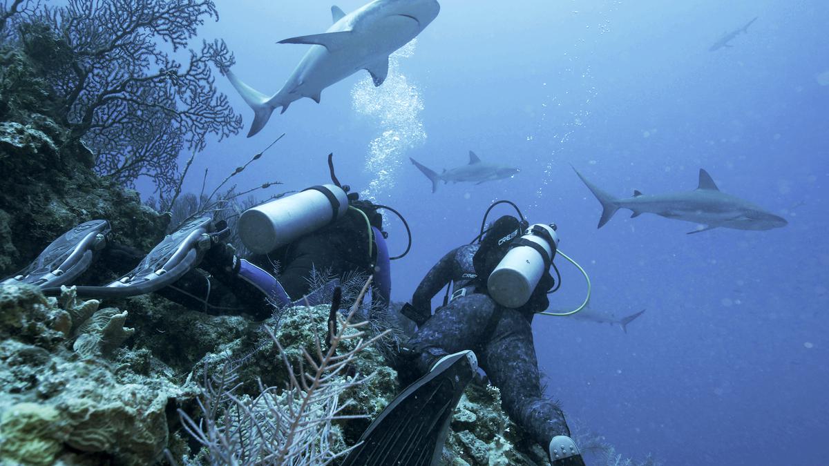 The secret lives of silky sharks: unveiling their whereabouts supports their  protection - The Hindu