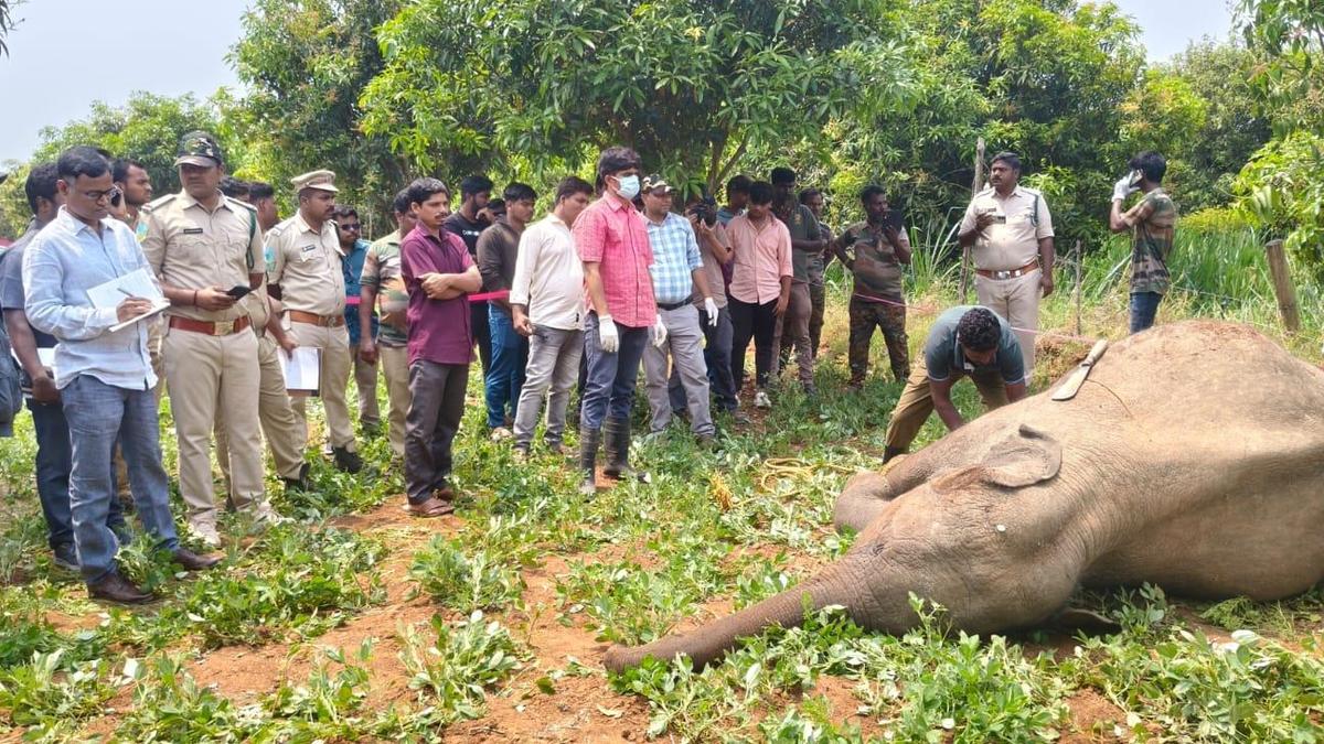 Two sub-adult elephants electrocuted by illegal snares in Tirupati district
