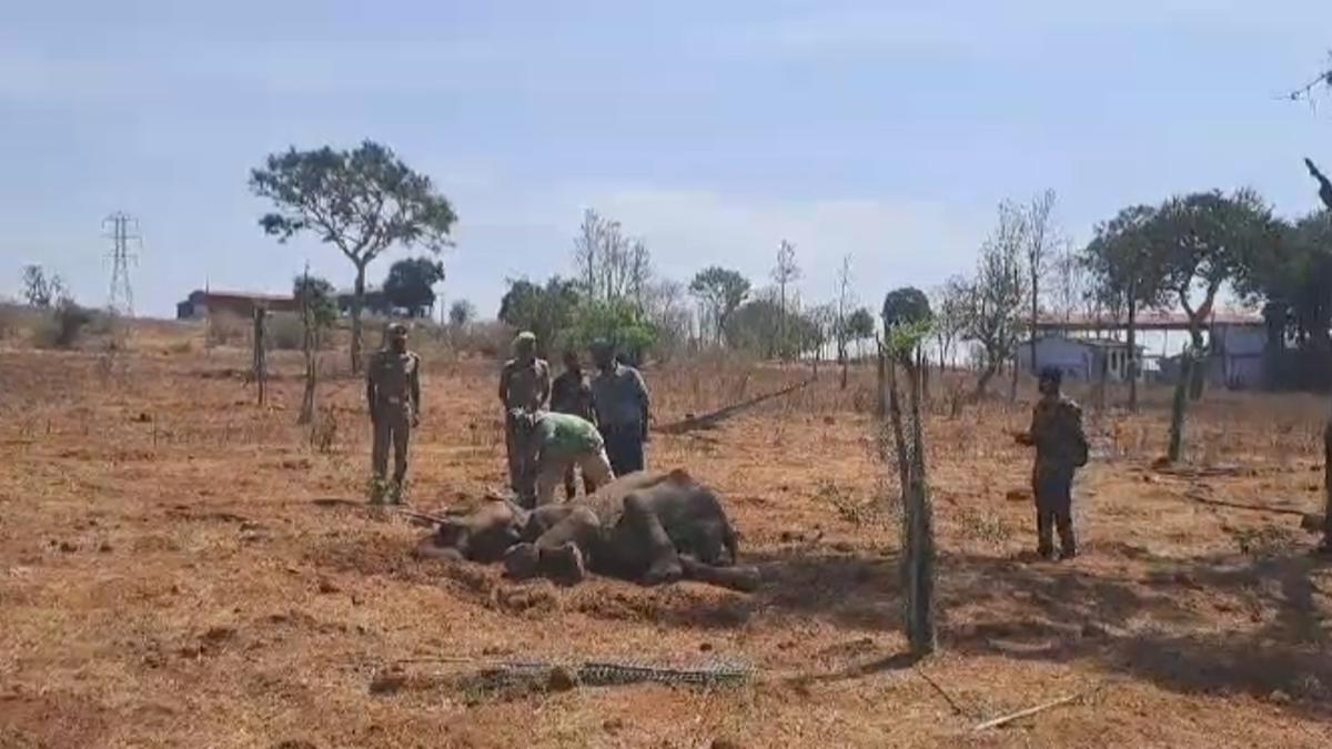 Ailing elephant treated by T.N. Forest Department near Mudumalai