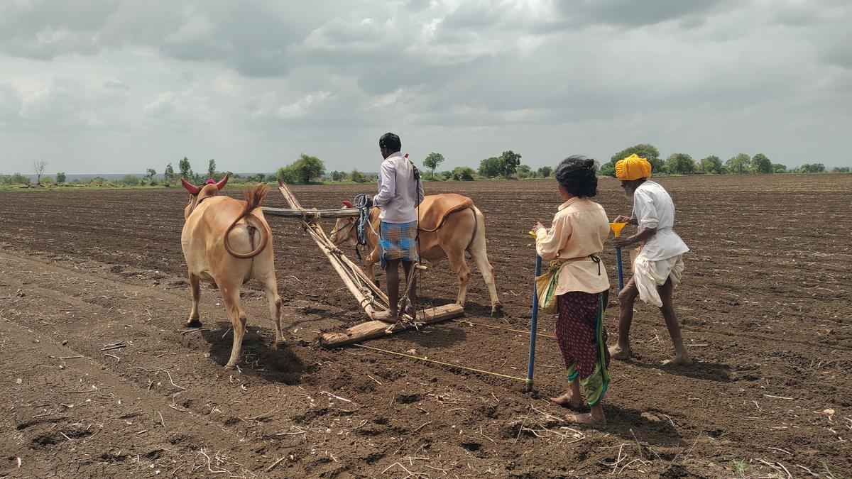 Good and timely rains trigger hopes of Karnataka exceeding kharif foodgrains production target despite crop losses