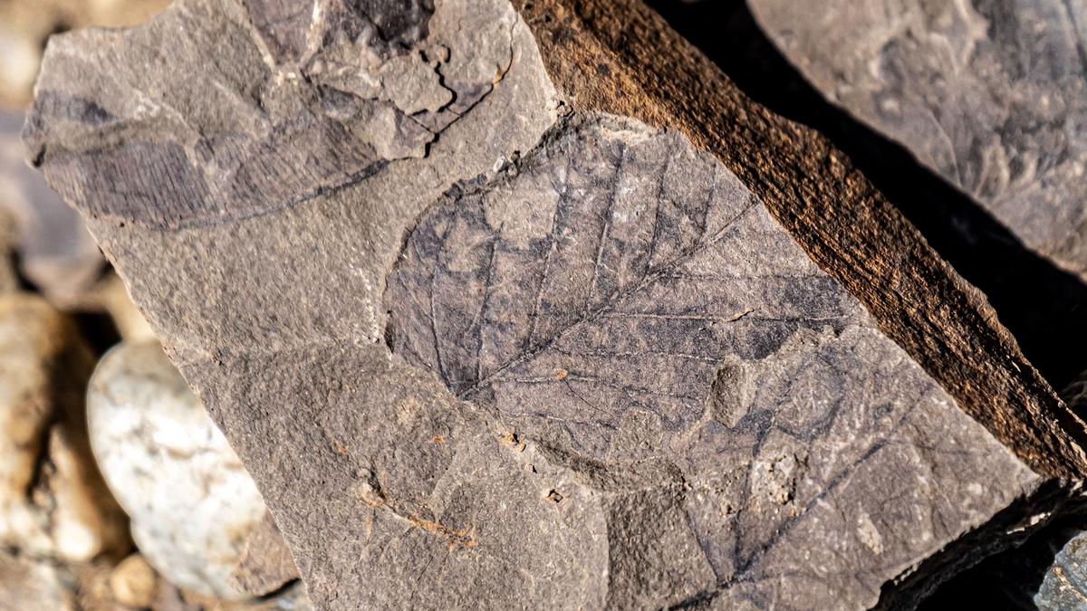 Cuatro especies de dinosaurios encontradas por primera vez en el Valle de Chile: un estudio