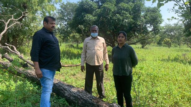 No end to woes of private red sanders growers in Telangana