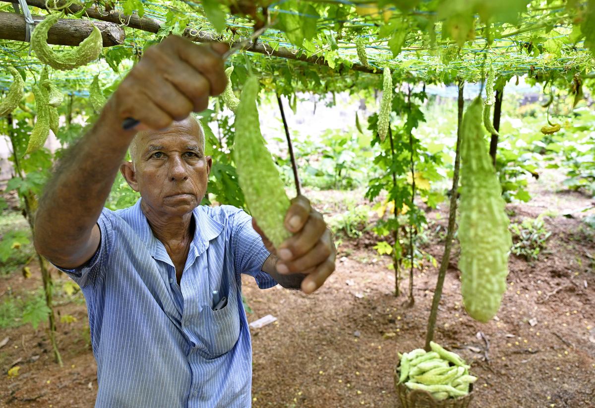 A farmer harvesting vegetables cultivated on a Government-owned plot at Vattiyoorkavu in Thiruvananthapuram. 