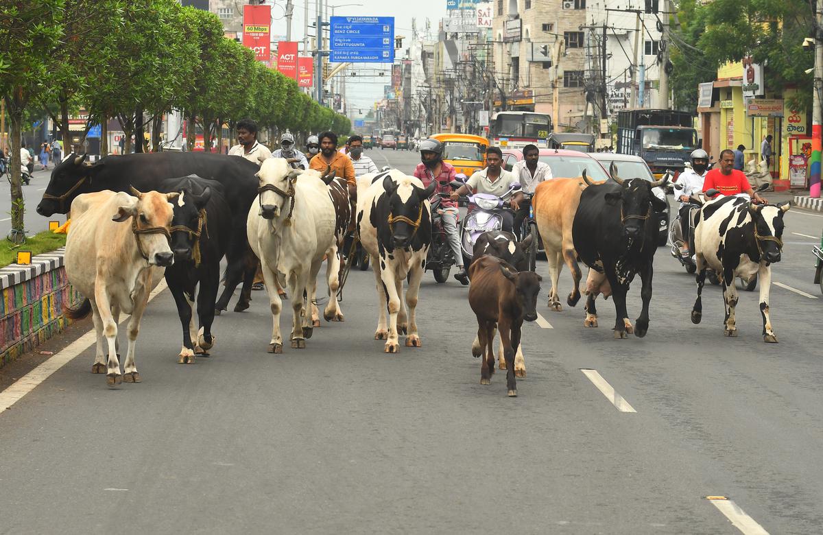 Nearly 1,200 cattle perish to lumpy disease in Rajasthan - The Hindu