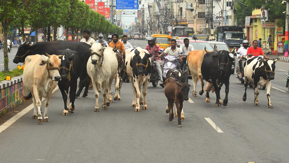 Nearly 1,200 cattle perish to lumpy disease in Rajasthan