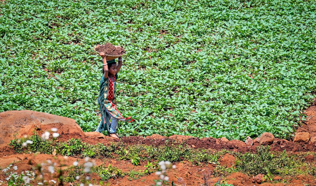 A child carries natural manure to a farm as part of natural farming practices at Devuduvalasa village in Suvva Valley near Araku in the Eastern Ghats of Andhra Pradesh, about 130 km from Visakhapatnam. A child carries natural manure to a farm as part of natural farming practices at Devuduvalasa village in Suvva Valley near Araku in the Eastern Ghats of Andhra Pradesh, about 130 km from Visakhapatnam.