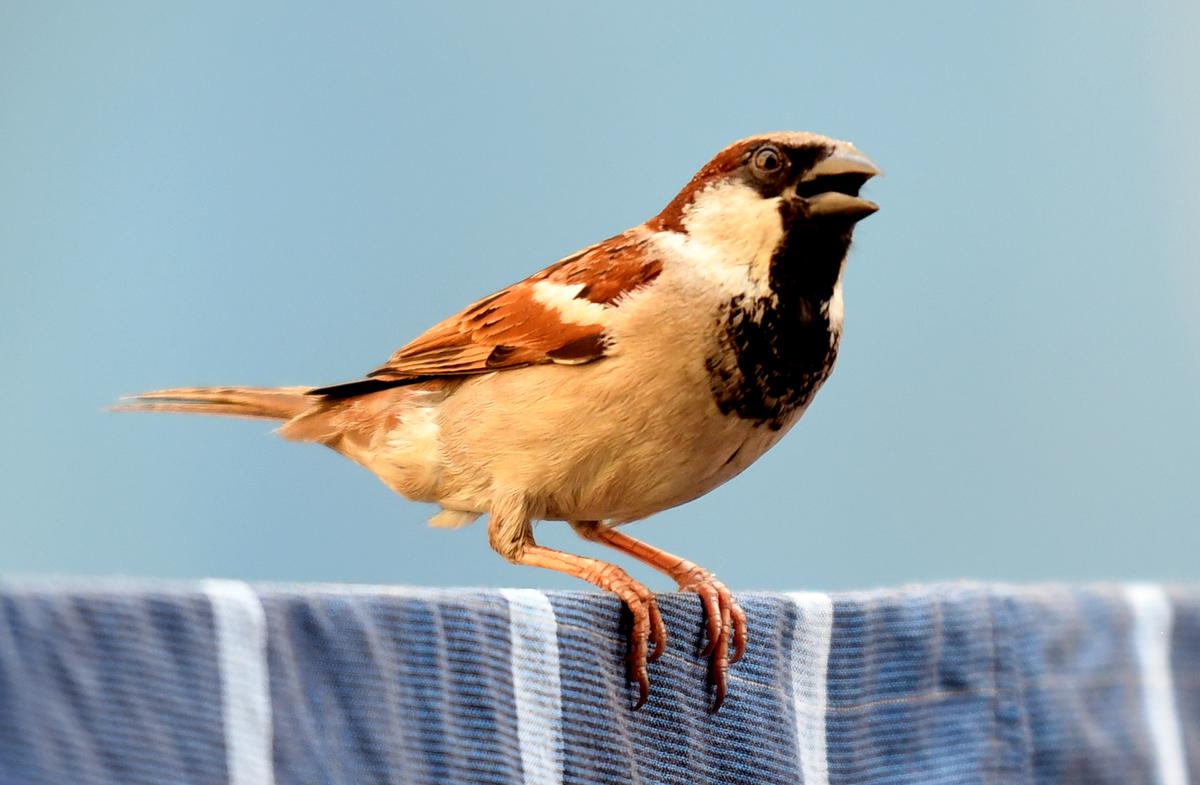 House sparrows are becoming rare in the city these days, a scene in Tondiarpet, Chennai 