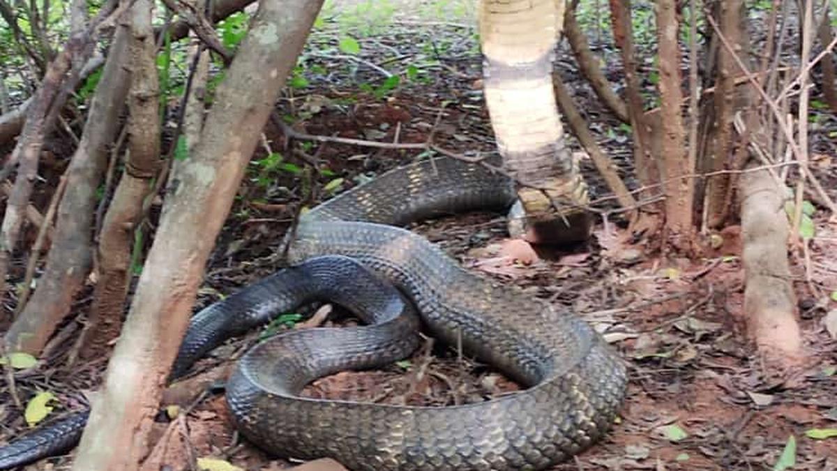 King cobra captured near Coimbatore; released into wild - The Hindu