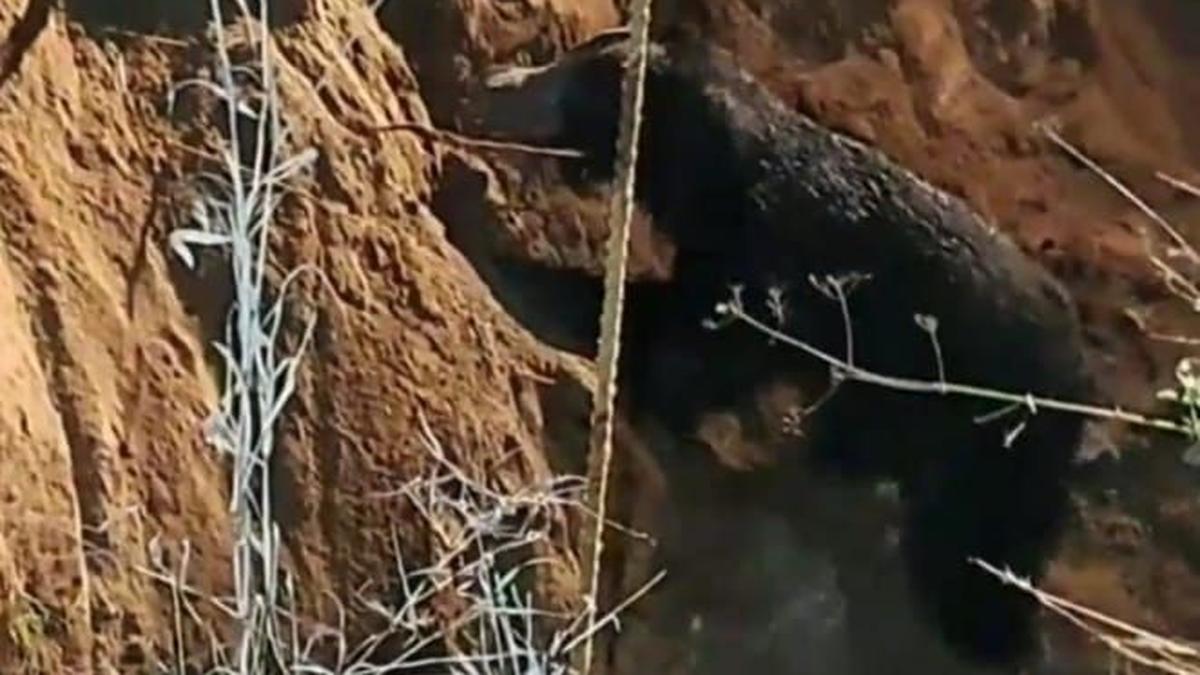 Two sloth bears rescued from unused farm well near Vaniyambadi