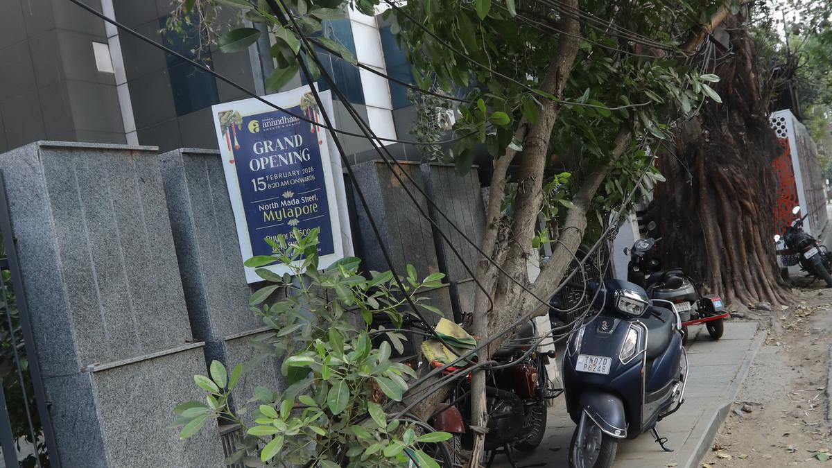 A grown tree in Mylapore still in its ‘baby diapers’