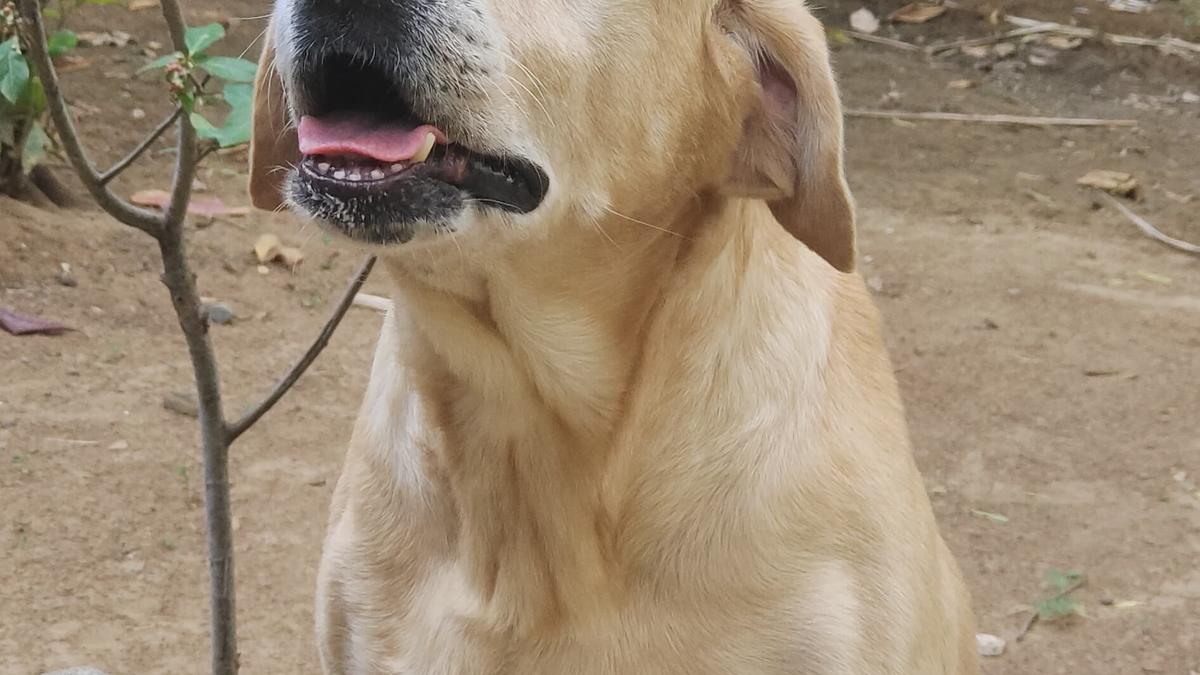 Sniffer dog Astro dies