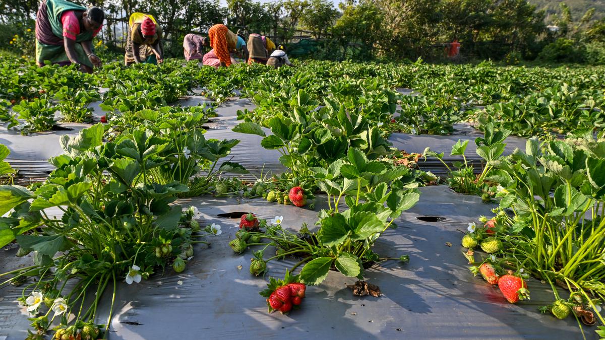 Andhra Pradesh: Natural farming boosts strawberry harvests in Lambasingi