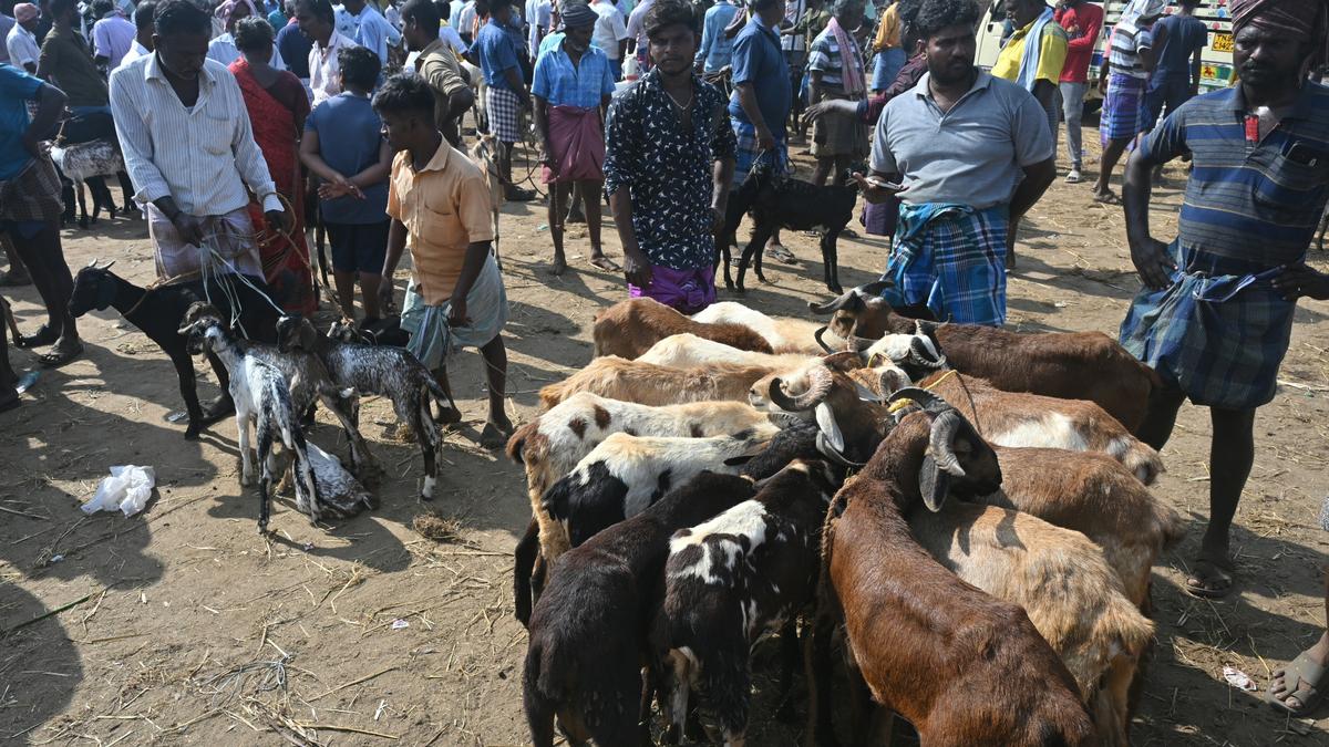 Election model code keeps buyers away from weekly cattle market