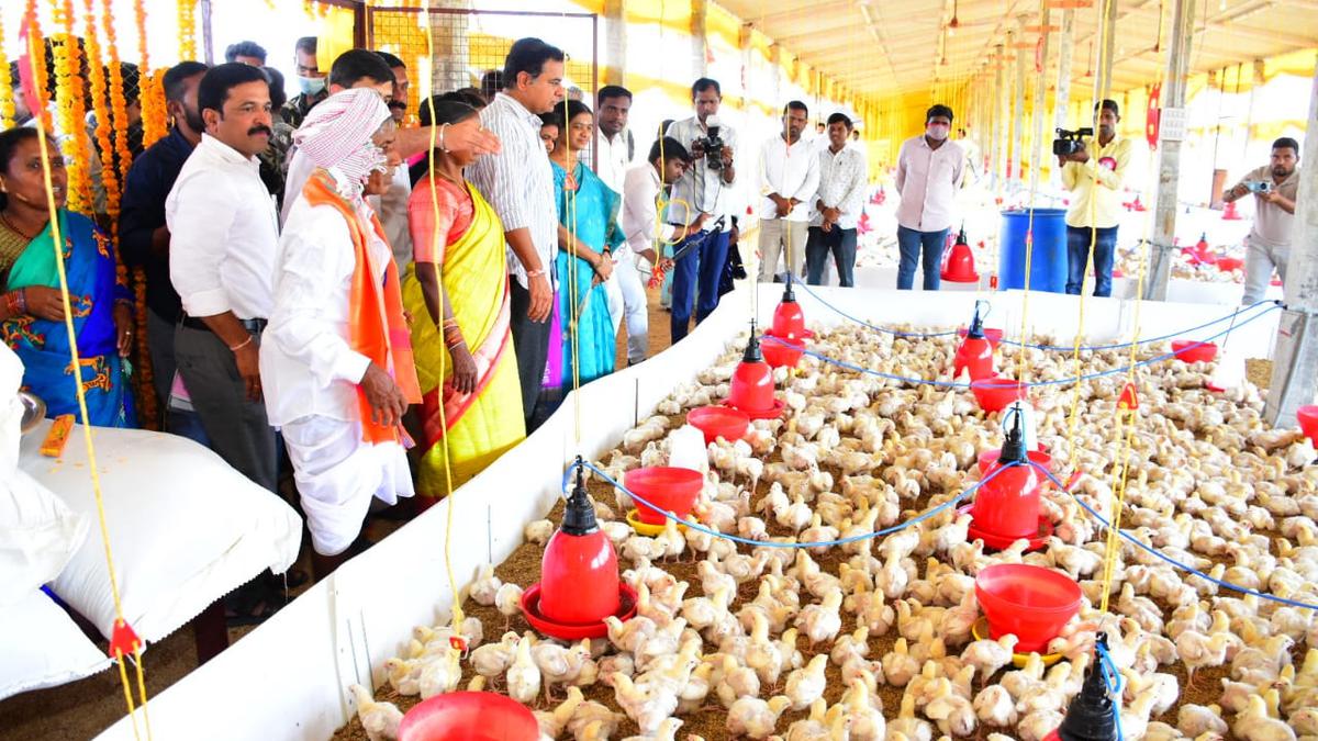 Formerly daily wagers, father-son duo in Telangana set up poultry farm under Dalit Bandhu