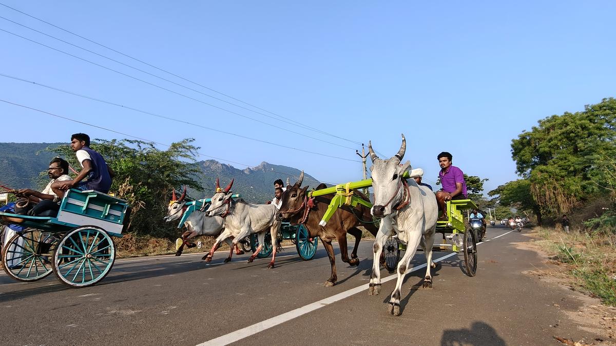 Picture of the week: a Tamil tradition