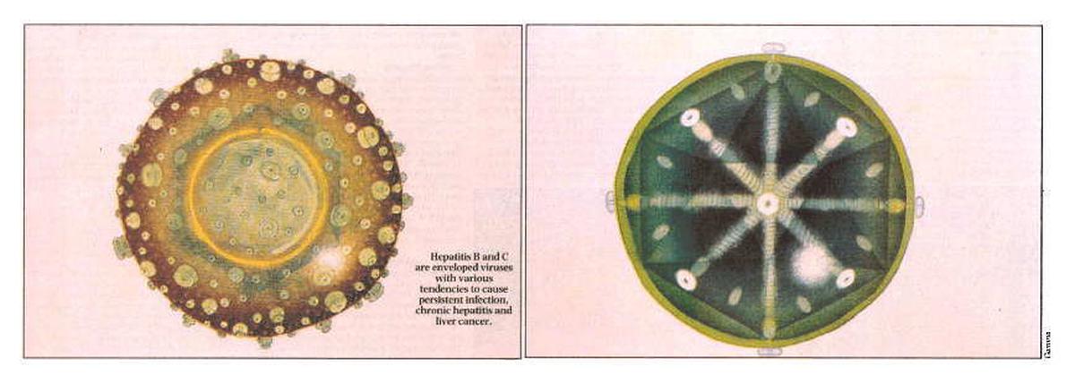 Hepatitis B and C arc enveloped viruses with various tendencies to cause persistent infection. chronic hepatitis and liver cancer. Hepatitis B and C arc enveloped viruses with various tendencies to cause persistent infection. chronic hepatitis and liver cancer.