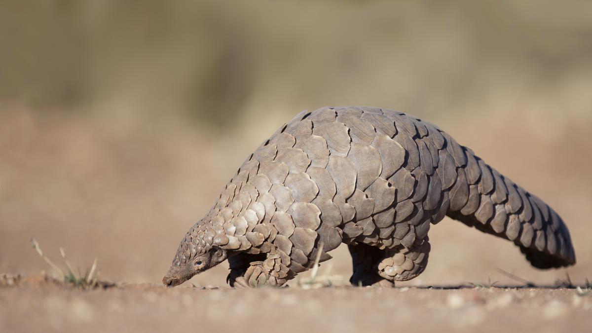 Why pangolins may not be the intermediate host