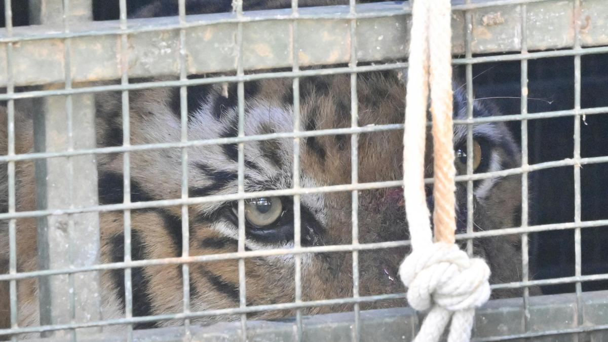 Tiger that killed Adivasi woman in Nilgiris captured