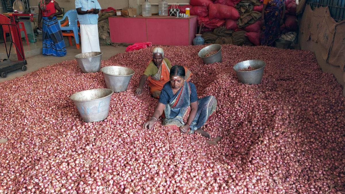 Sharp fall in shallot price The Hindu