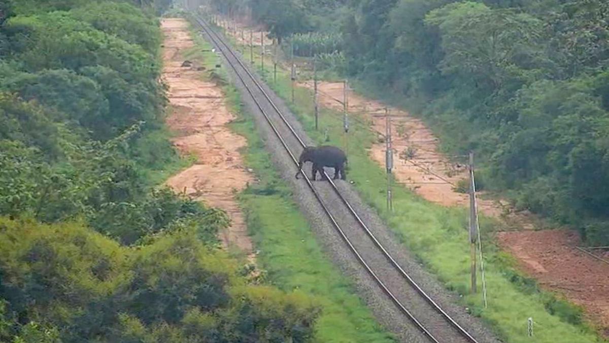 An elephant crossing railway track, captured by the AI-based early warning system in Madukkarai forest range of the Coimbatore Foerst Division on August 11, 2025.