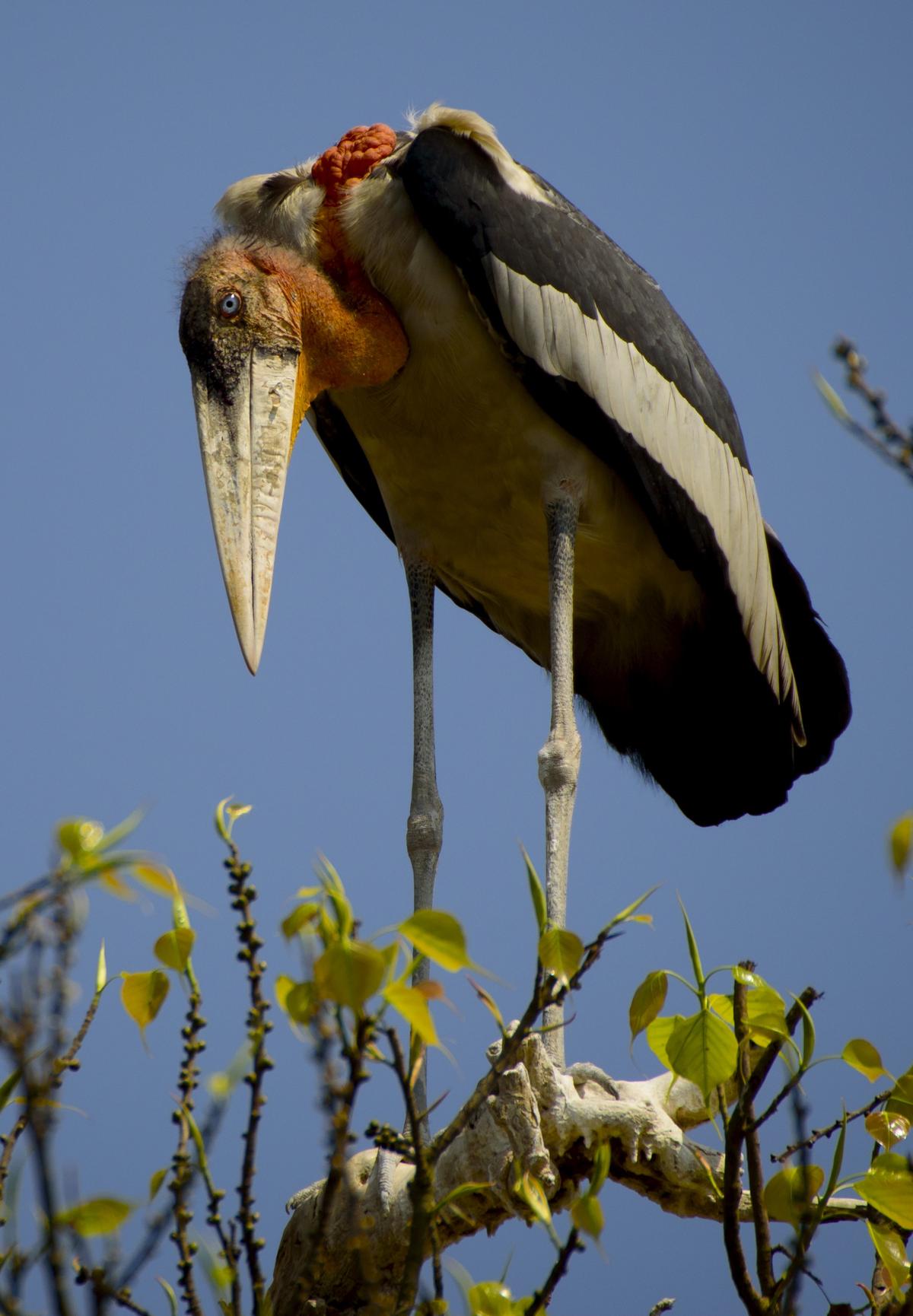 A greater adjutant stork on a tree