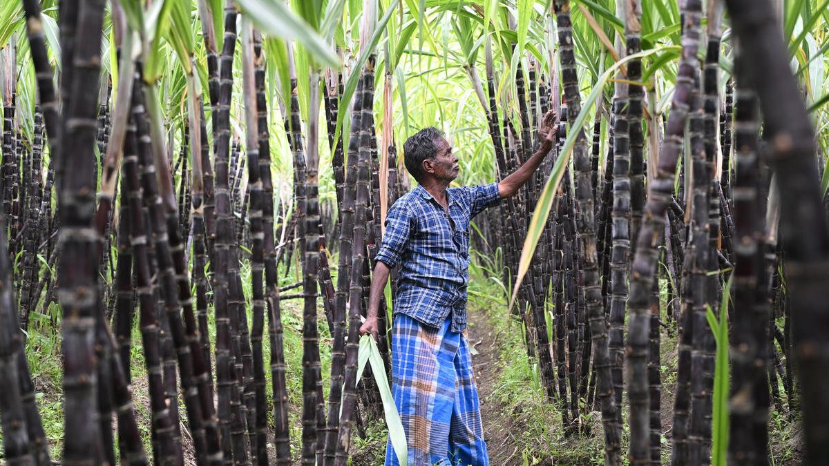 Farmers in Salem urge government to procure sugarcane for Pongal gift hampers